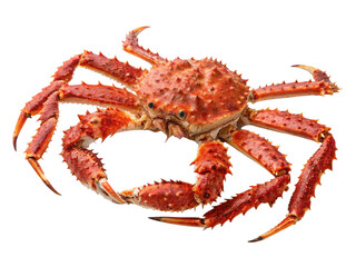 crab on white background