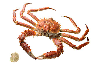 crab on white background