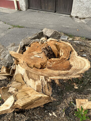 Broken tree trunk on the city street