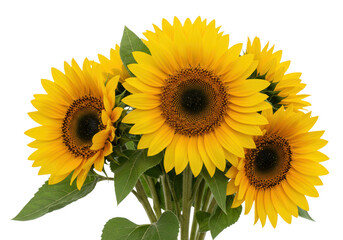 Obraz premium A bouquet of vibrant yellow sunflowers with green leaves, isolated on a transparent background