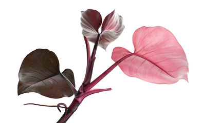 Philodendron Pink Princess plant, Philodendron Erubescens leaves, isolated on white background, with clipping path  © DEWINs