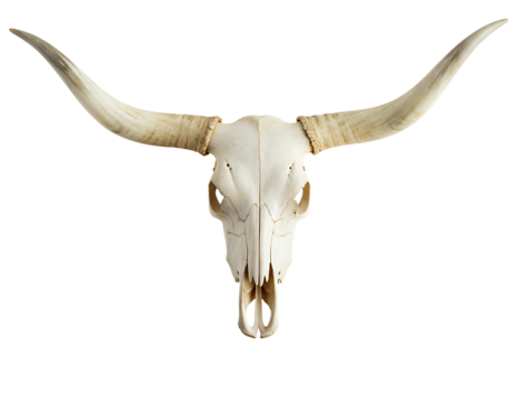 Authentic texas longhorn skull with impressive curved horns