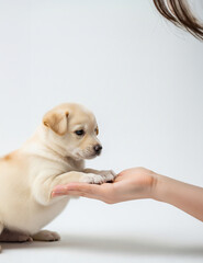 사랑스러운 골든 리트리버 강아지 초상, Adorable Golden Retriever Puppy Portrait