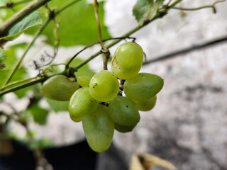 A small bunch of immature light green grapes hanging on a tree, there are insect bite marks, with a natural blur background.