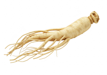 A fresh ginseng root with many tendrils isolated on a transparent background