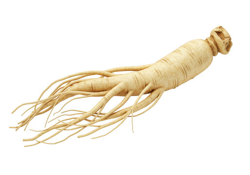 A fresh ginseng root with many tendrils isolated on a transparent background