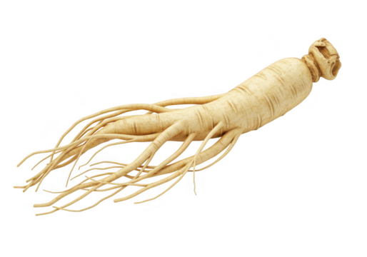 A fresh ginseng root with many tendrils isolated on a transparent background