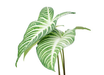 Xanthosoma Lindenii leaf, Caladium Lindenii foliage isolated on white background, with clipping path  © DEWINs