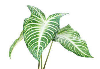 Xanthosoma Lindenii leaf, Caladium Lindenii foliage isolated on white background, with clipping path  © DEWINs