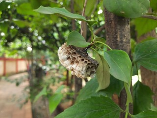 Fototapeta premium Paper wasps nest. Paper wasps construct their nests from a material made by combining their saliva with wood fibers. Paper wasps hive.