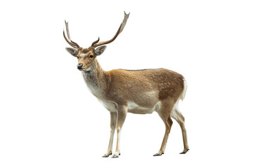 Majestic high‑resolution full‑body deer illustration isolated on transparent background png cutout ideal for wildlife branding, rustic decor, educational nature posters, and e‑commerce design projects