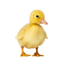 Obraz premium Cute Yellow Duckling: Perfect for Farm, Animal, and Spring Themes