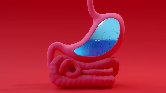 Stomach acid or reflux disease. Animation Seamless looping of Digestive System. Can be used in background elements related to medical or education. Minimal idea concept, 3D Render.