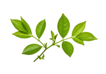 A vibrant green branch with several fresh leaves, isolated on a clean transparent background