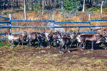 Reindeer in an enclosure in the forest