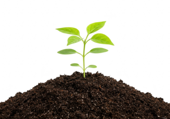 A young green plant sprout growing from a mound of dark soil, isolated on a transparent background