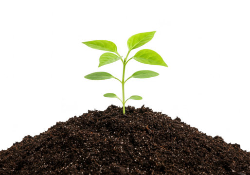A young green plant sprout growing from a mound of dark soil, isolated on a transparent background