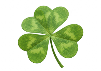 A vibrant green shamrock with four leaves, symbolizing luck and good fortune isolated on transparent background