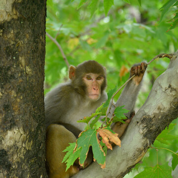 Portrait close-up of a young cynomolgus monkey looking directly into the camera, the rainforest diffuse in the background.

