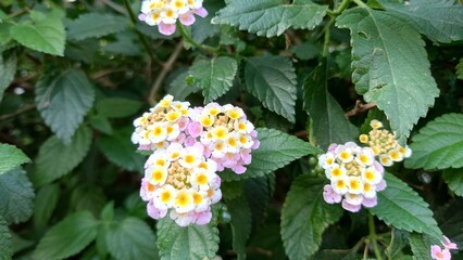 ランタナの花のある風景
