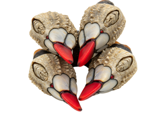 Cluster of gooseneck barnacles isolated on transparent background