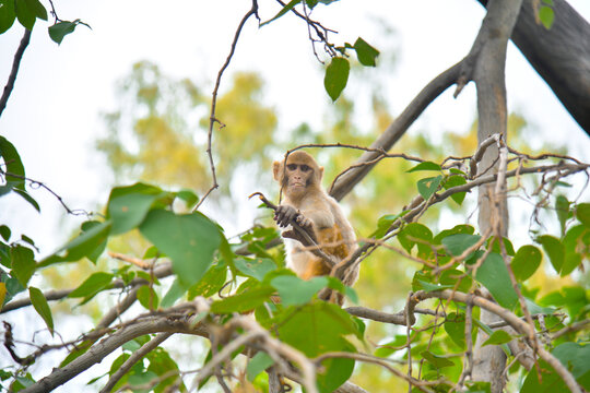 Portrait close-up of a young cynomolgus monkey looking directly into the camera, the rainforest diffuse in the background.
