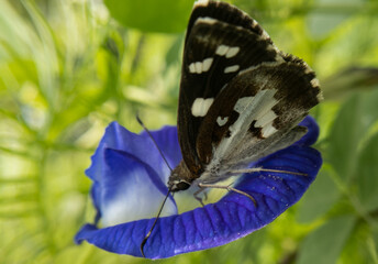 Stunning Butterfly Macro – Close-Up Nature Photography with Vivid Wing Detai