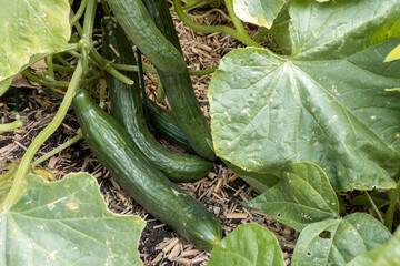 Pflanze mit frischen gurken im Garten
