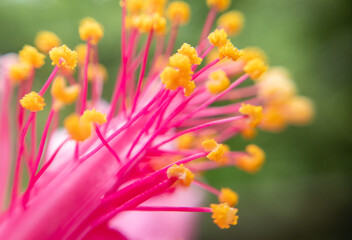 Inside the Bloom: A Dynamic Macro Closeup of Pink Petals and Pollen