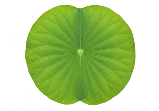 A vibrant green lotus leaf with intricate vein patterns, viewed from the top and isolated on a transparent background