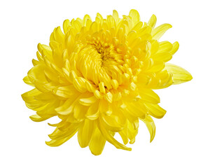 Yellow Chrysanthemum flower, Large Chrysanthemum flower isolated on white background, with clipping...