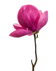 Purple magnolia flower, Magnolia felix isolated on white background, with clipping path   