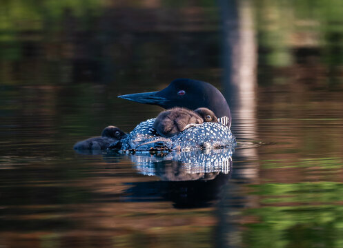 Close up of common loon with two baby chicks on lake in Canada.