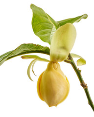 Magnolia liliifera flower with leaves, Egg magnolia flower isolated on white background, with...