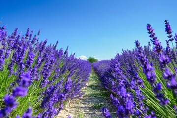 Vibrant lavender fields with blue sky and central path