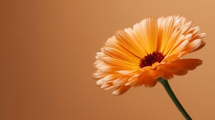 Orange flower close up on beige background