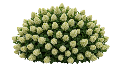 Radiant hydrangea bush bursting with luminous ivory blooms isolated on transparency