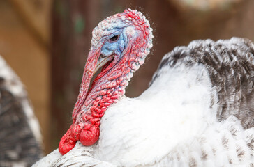 A turkey with a red beak and red feathers on its head