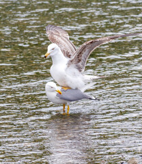 Two seagulls are standing on top of each other in a body of water