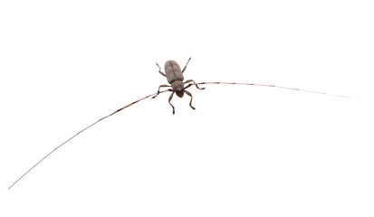 Bark beetle with large antennae isolated on white background