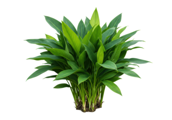 Pristine vibrant tropical green leaves, dense clump with visible veins and various lush shades (emerald to lime), full-bodied, perfectly isolated on clean white background with copy space, concept
