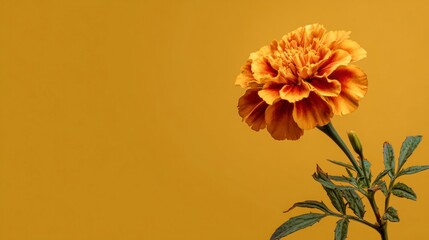 Orange marigold flower isolated