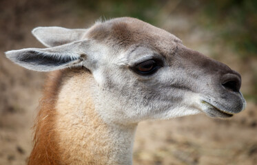 A close up of a brown and white animal with a long neck