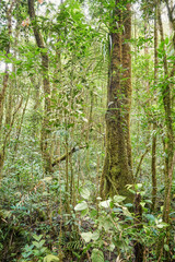 Dense rainforest in Borneo, Sabah, Malaysia.