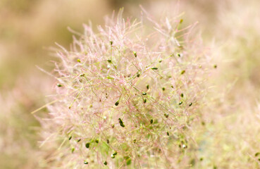 A bunch of green and pink flowers with a few bugs on them