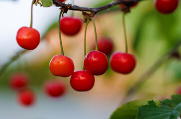 A bunch of red cherries hanging from a tree branch