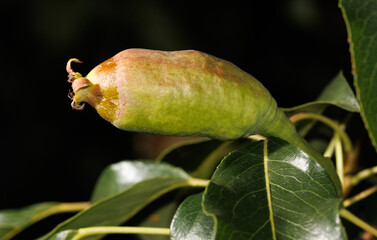 A green leafy plant with a green fruit on top