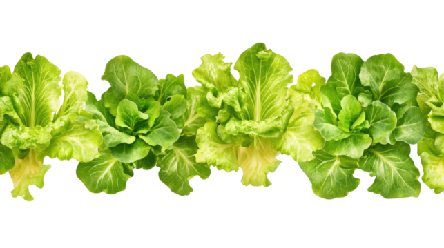 Crisp fresh green lettuce head isolated on white background
