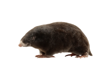 High‑resolution full‑body mole illustration on transparent background PNG cutout, detailed fur texture, wildlife burrowing mammal clip art for nature branding, educational posters, and design projects