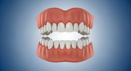 Fototapeta premium Anatomical Model of Human Mouth with Teeth and Gums in Close-up